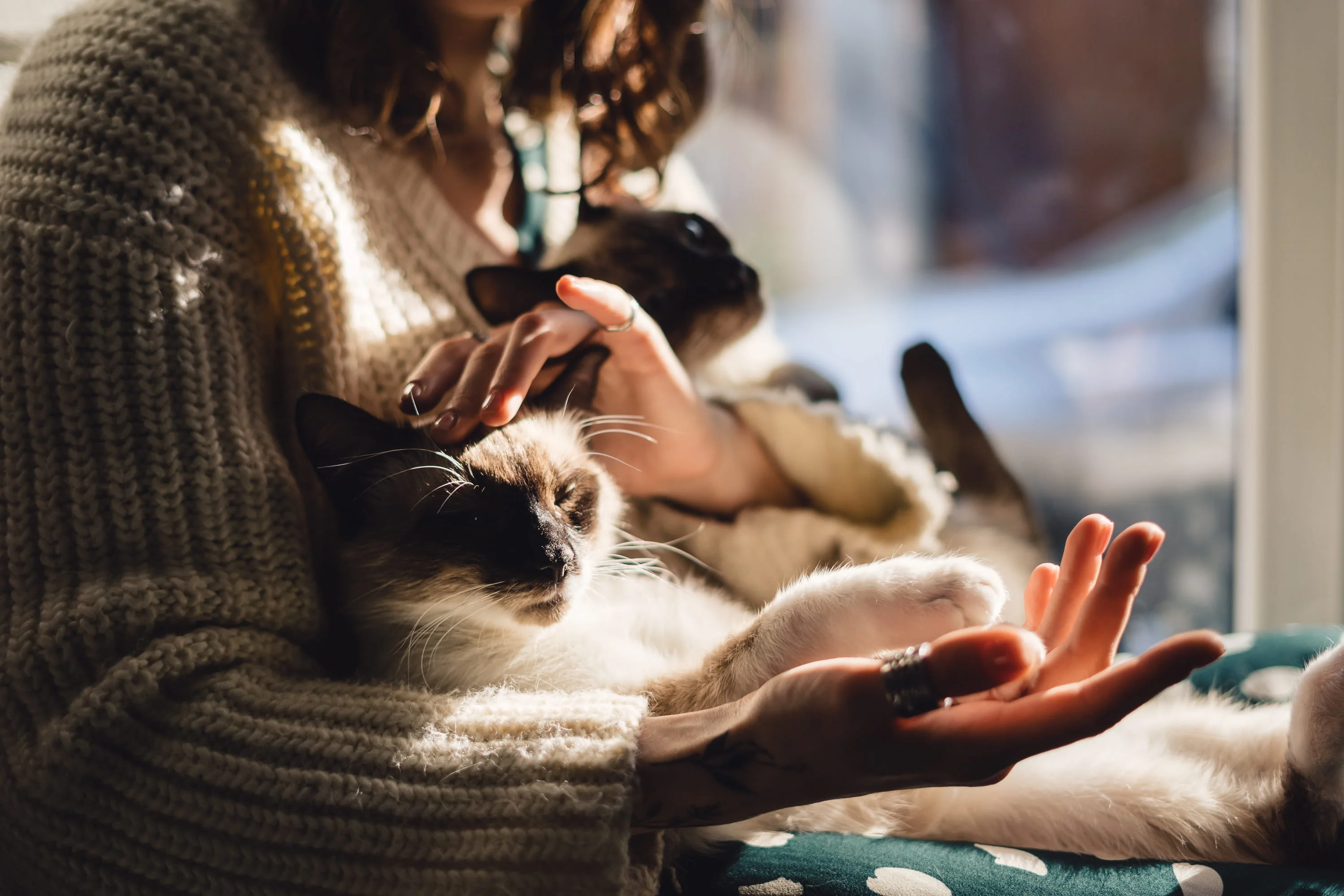 Mano de una persona acariciando a un gato